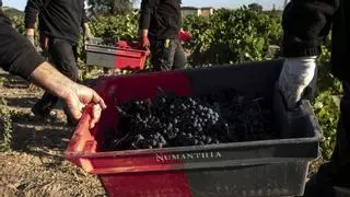 Bodega Numanthia culmina la vendimia más temprana de su historia, marcada por una gran expresión frutal y taninos equilibrados
