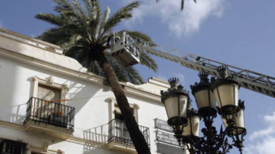 Una palmera cae sobre un edificio en Córdoba a causa del viento