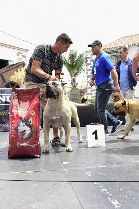 Celebración del I Certamen Nacional de perro ...