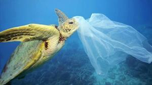 La presencia de plásticos en los océanos es una de las grandes amenazas que afectan a la salud de los ecosistemas marinos.