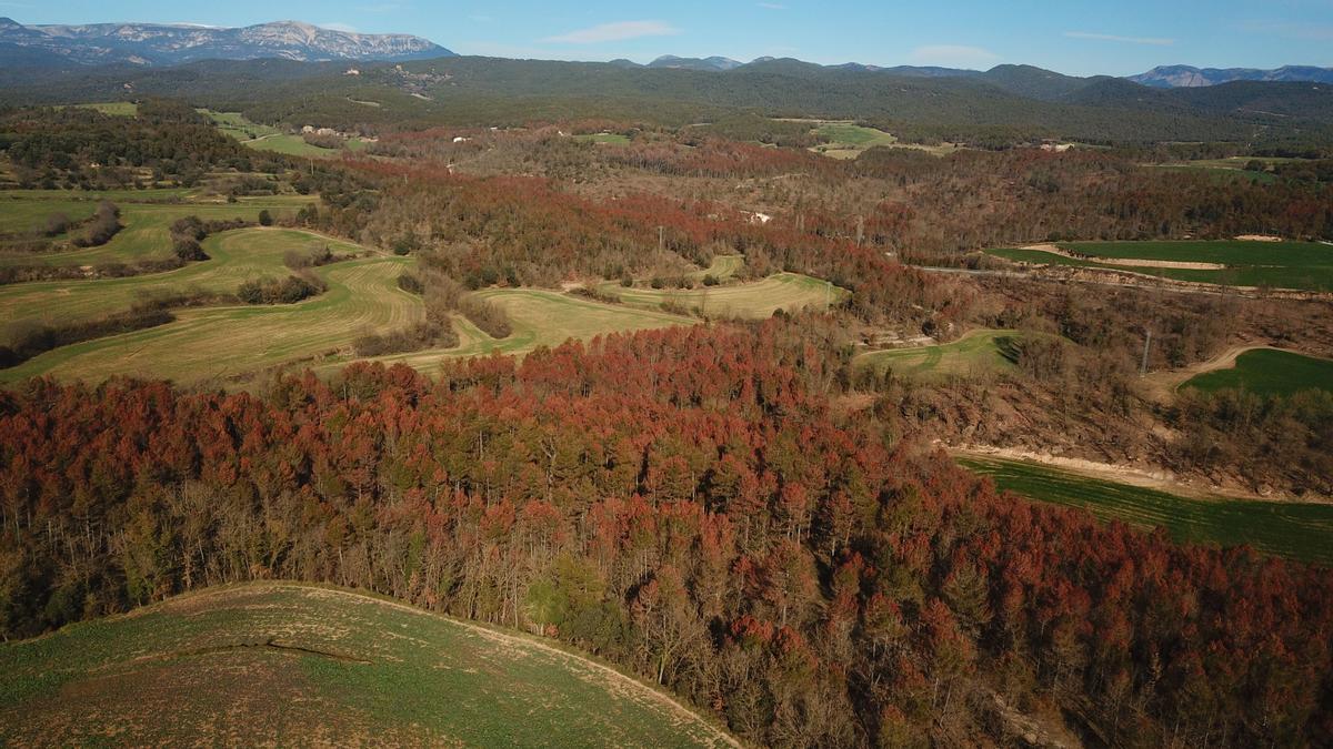 Pinos afectados por Diplodia pinea en Font de Goters (Navès), en enero de 2023