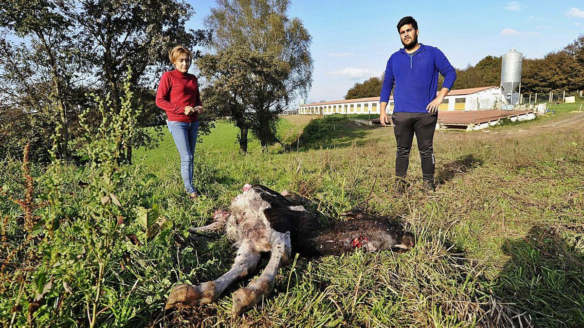 Ganaderos de Rañestras (Rodeiro), ante una res atacada por el lobo en octubre. |   // BERRNABÉ/JAVIER LALÍN