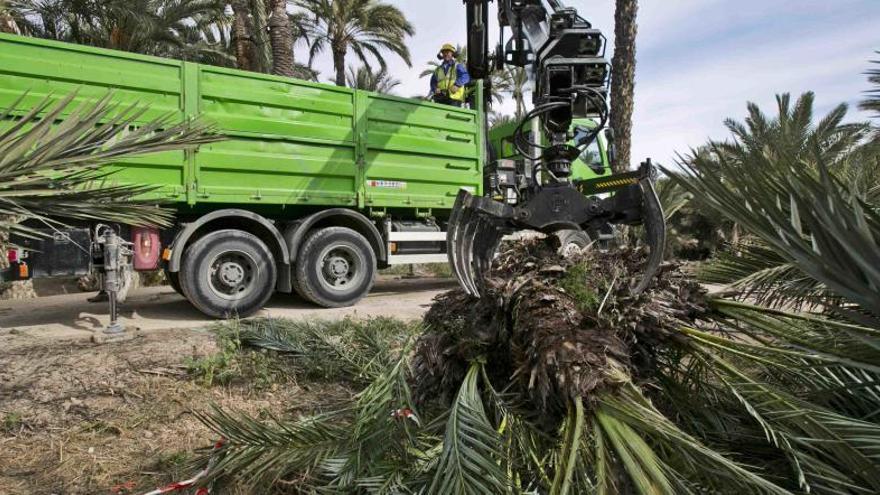 Elche asiste por primera vez en años al freno de la expansión del picudo