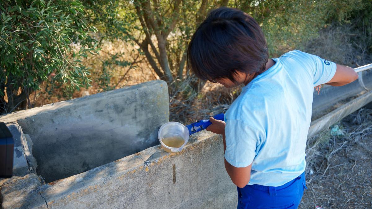 Operarios realizan trabajos de control y tratamiento de mosquitos transmisores del virus del Nilo occidental en la localidad sevillana de Los Palacios.