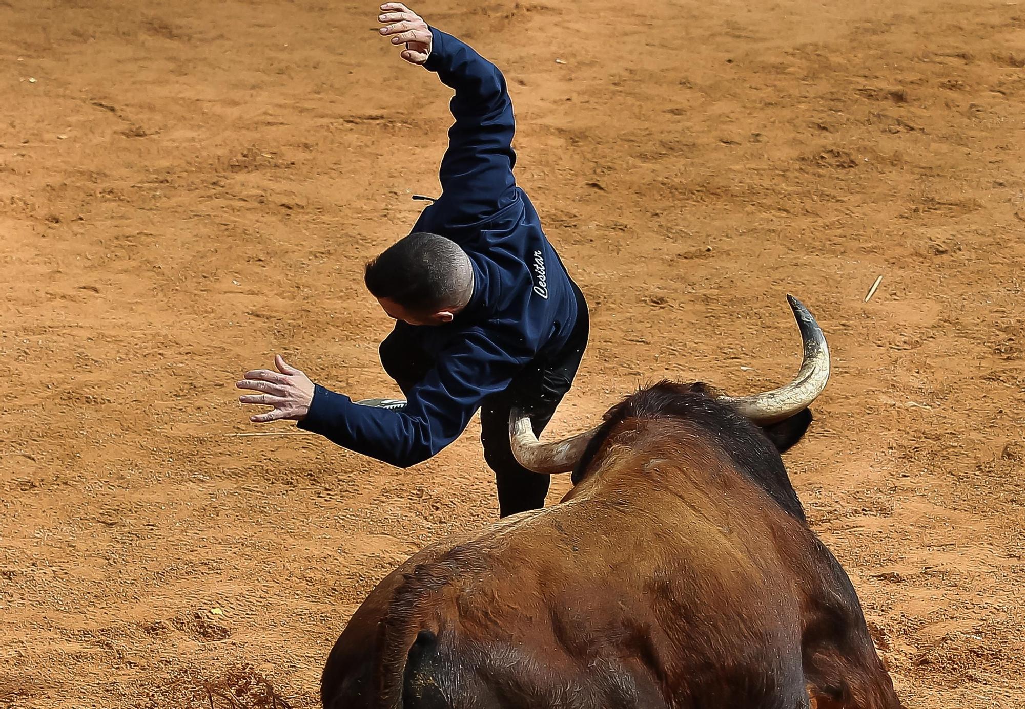 Tres heridos por asta de toro en la capea matinal del martes de carnaval de Ciudad Rodrigo