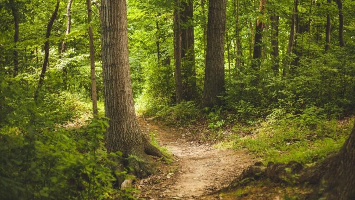 La medicina avala los ‘baños de bosque’ para reducir la ansiedad que provoca la pandemia