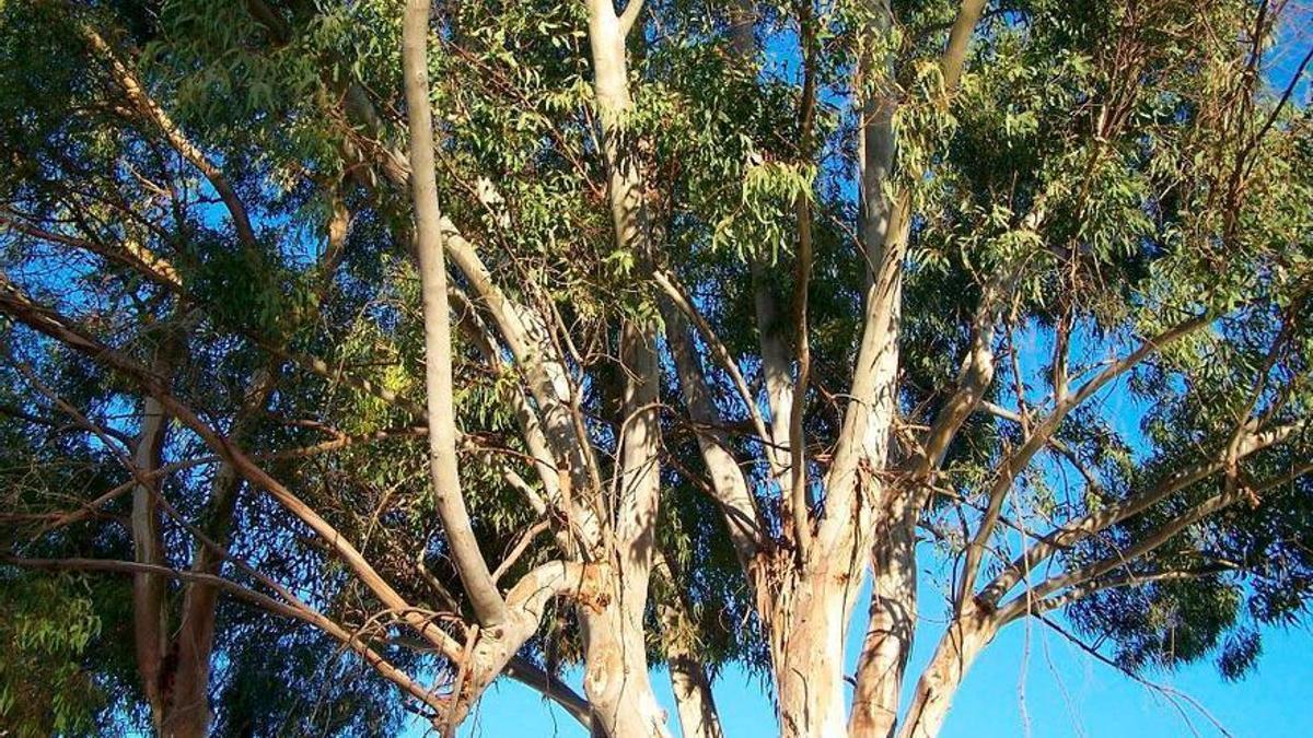 Japón premia un estudio que permite detectar grietas en la madera con ultrasonidos