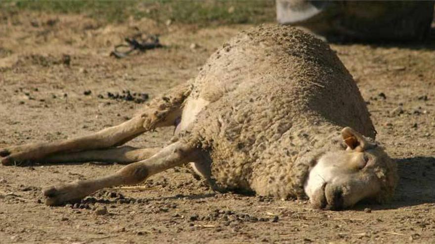 La Junta licita adquisición de vacunas para la enfermedad de la lengua azul