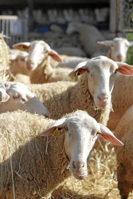 Eine Kooperative sorgt dafür, dass nur zertifiziertes Fleisch auf den Tellern landet.