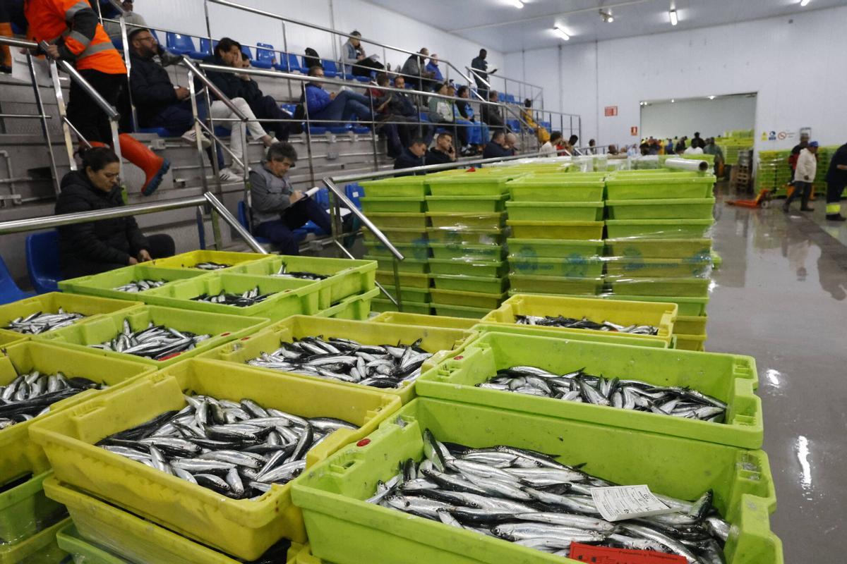 EN IMÁGENES: "Intensa y épica" descarga en Lonja Gijón: más de 65.000 cajas de bocarte y 550.000 kilos de pescado rulado