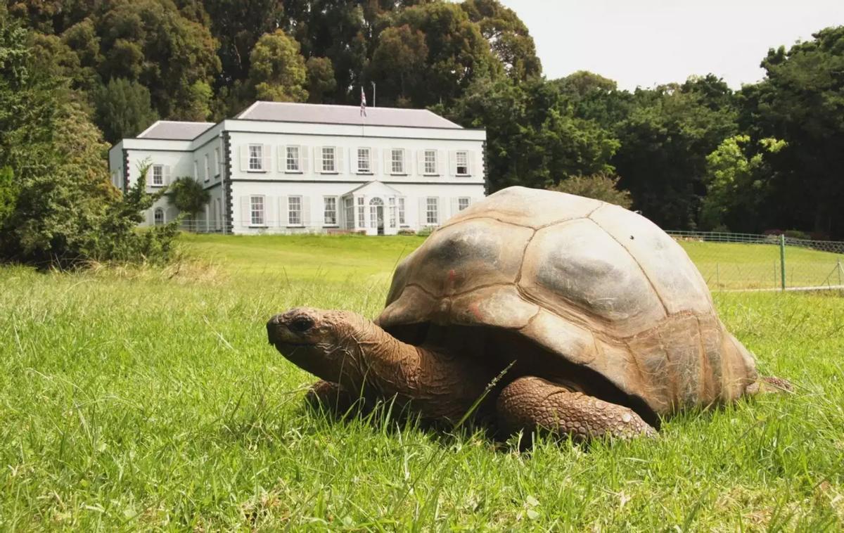 La tortuga, en su residencia habitual