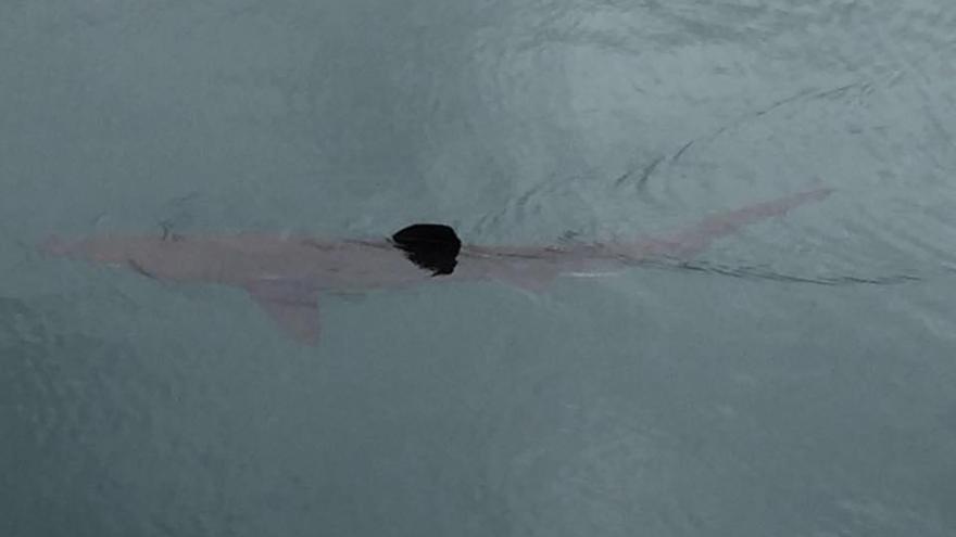 Aparece un tiburón en el muelle de la Osa, en Gijón