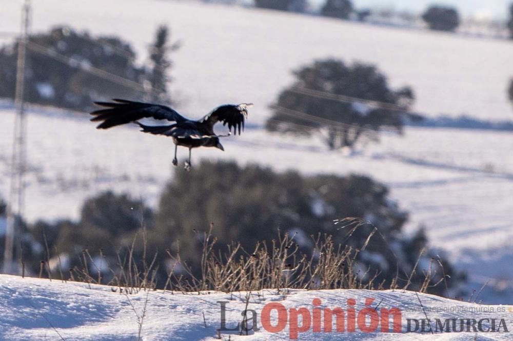 La nieve sigue siendo protagonista en el Noroeste