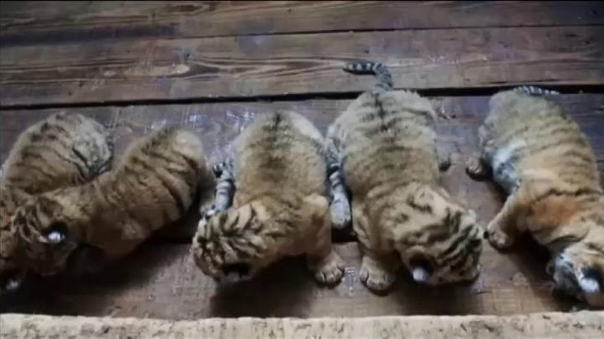 Un tigre da a luz a cinco crías en China