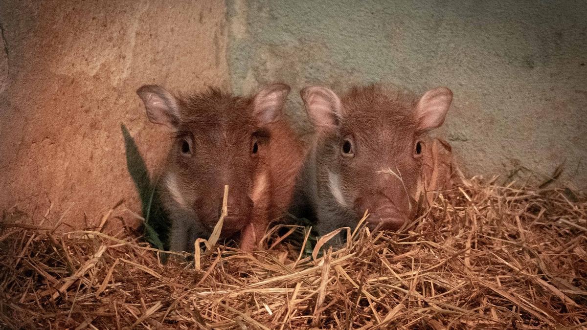 Nacen dos mini 'Pumbas' en Bioparc