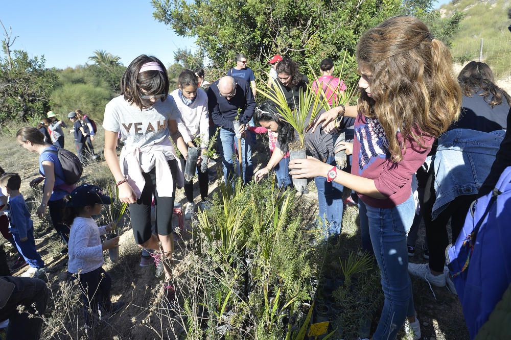 Reforestación en el Clot de Galvany, en imágenes