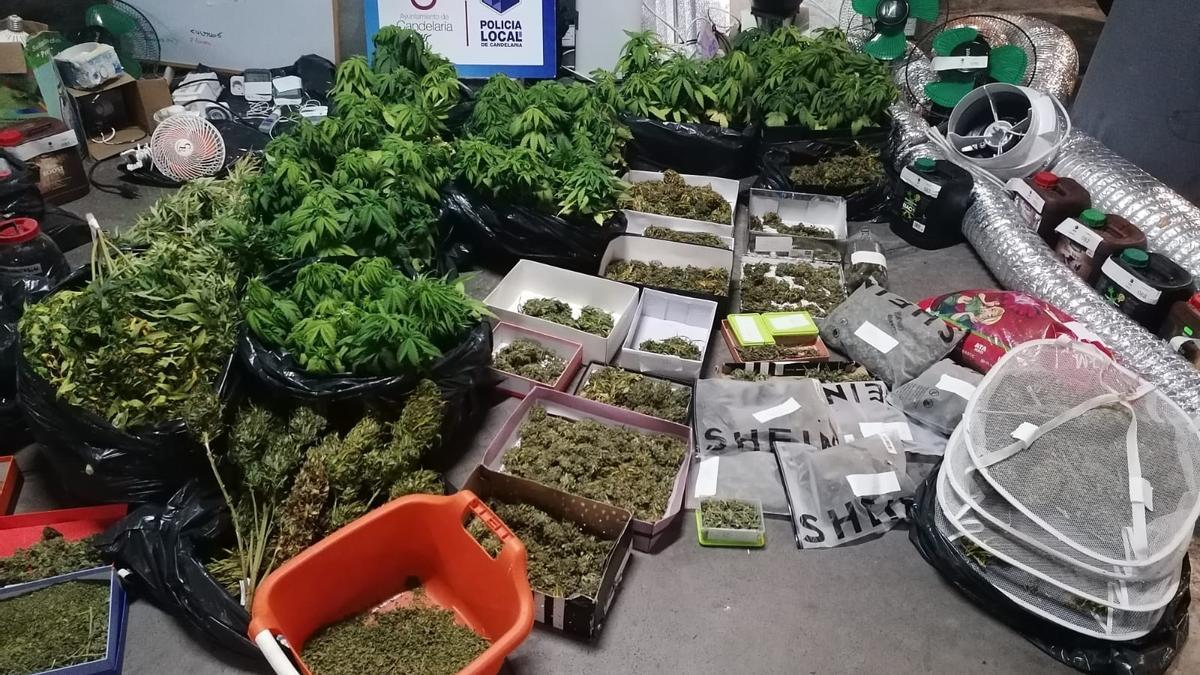 Plantas de marihuana incautadas en Candelaria