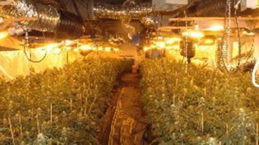 Dos detinguts per cultivar  de marihuana a Capmany