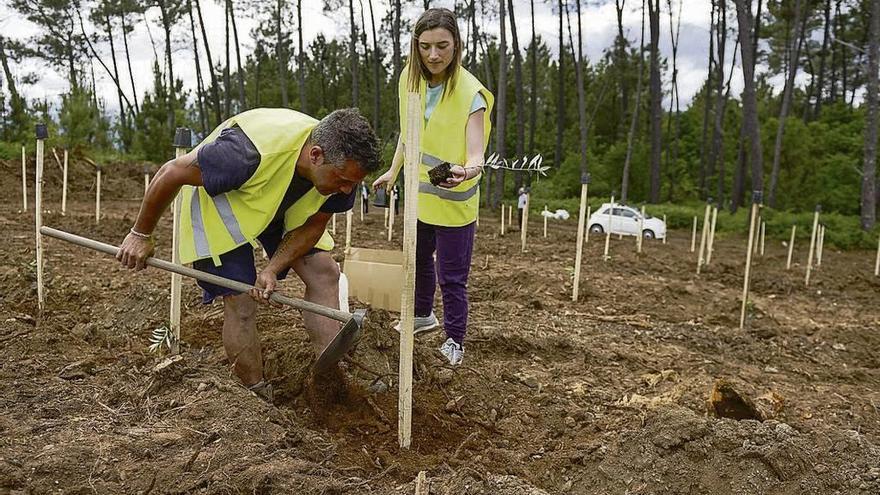 Foto de una plantación en la provincia. // Brais Lorenzo