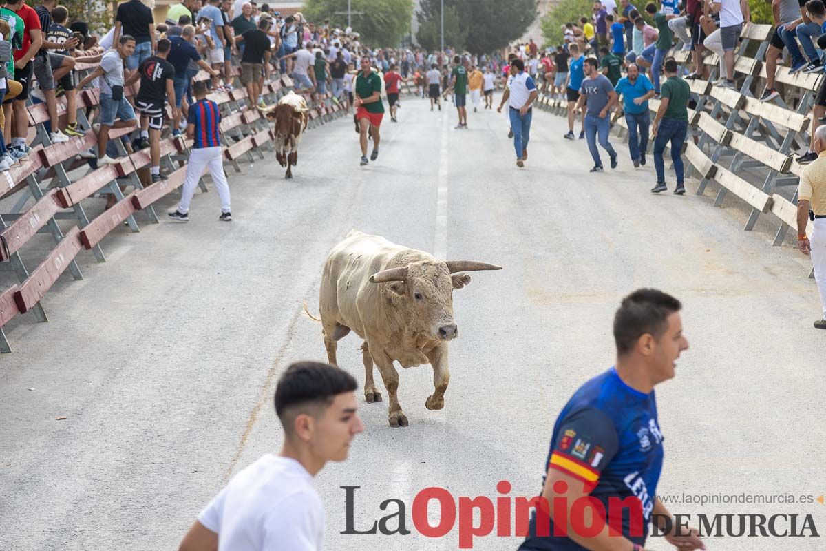 Segundo encierro de la Feria Taurina del Arroz en Calasparra