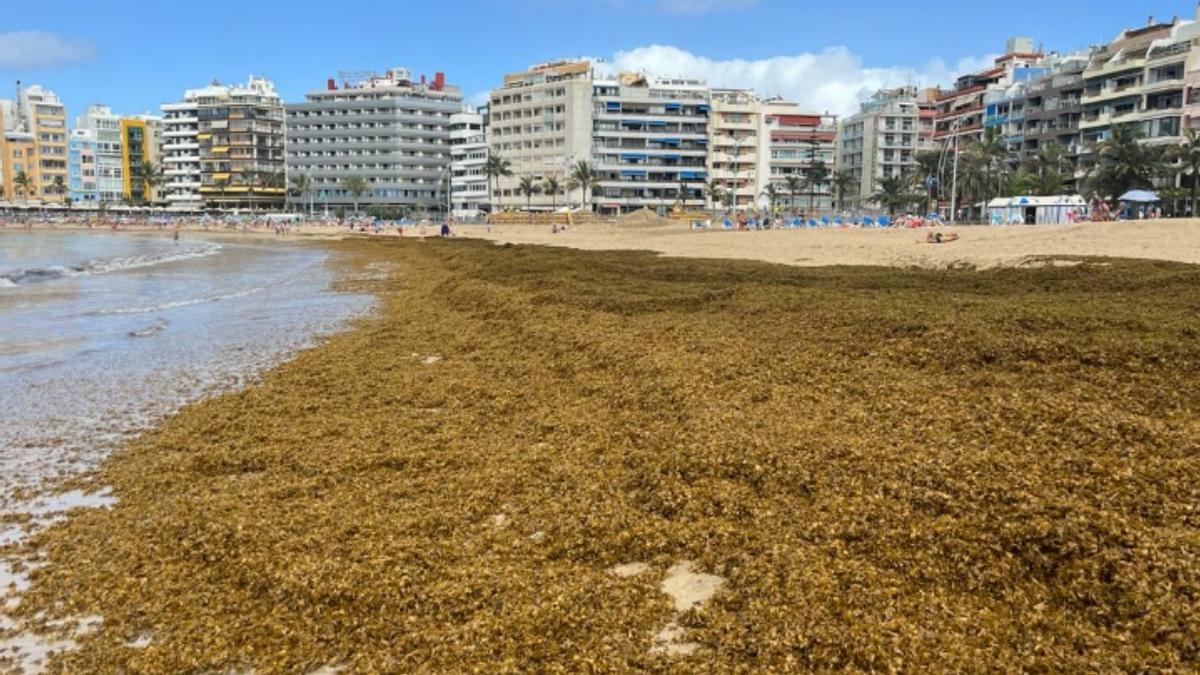 Presencia de algas en Las Canteras