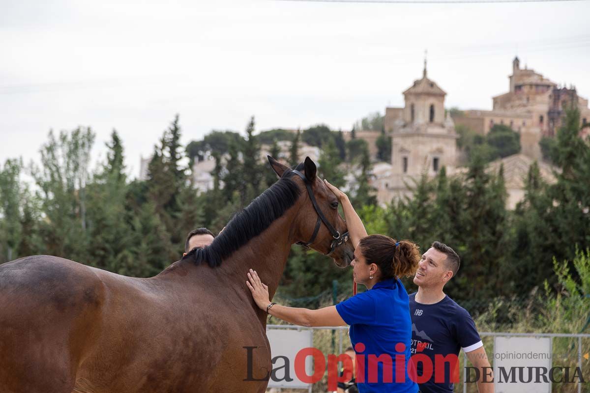 Control veterinario de los Caballos del Vino en Caravaca