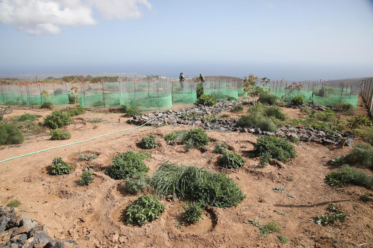 Parcela de reforestación de plantas autóctonas de las cumbres de Famara.