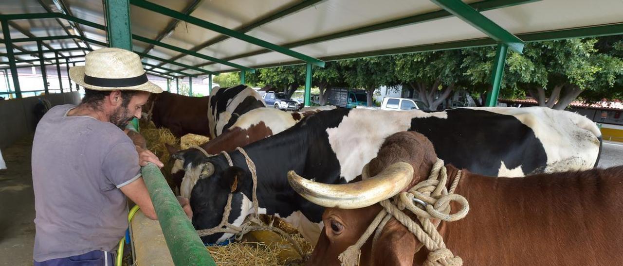 Un ganadero alimenta a sus vacas en la granja del Cabildo de Gran Canaria.