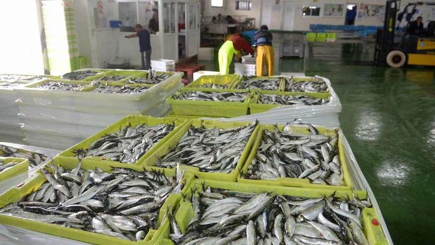 Sardina acumulada en cajas en la lonja de Cambados. // Noé Parga