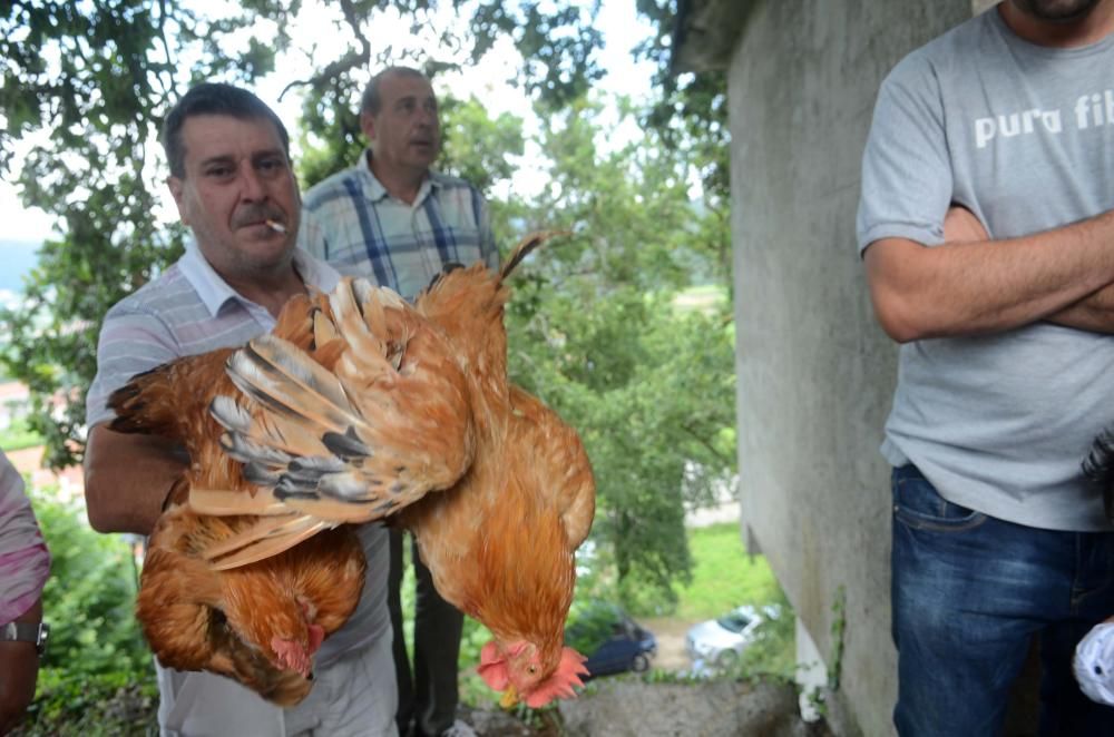 Meaño honra a San Benito // Noe Parga