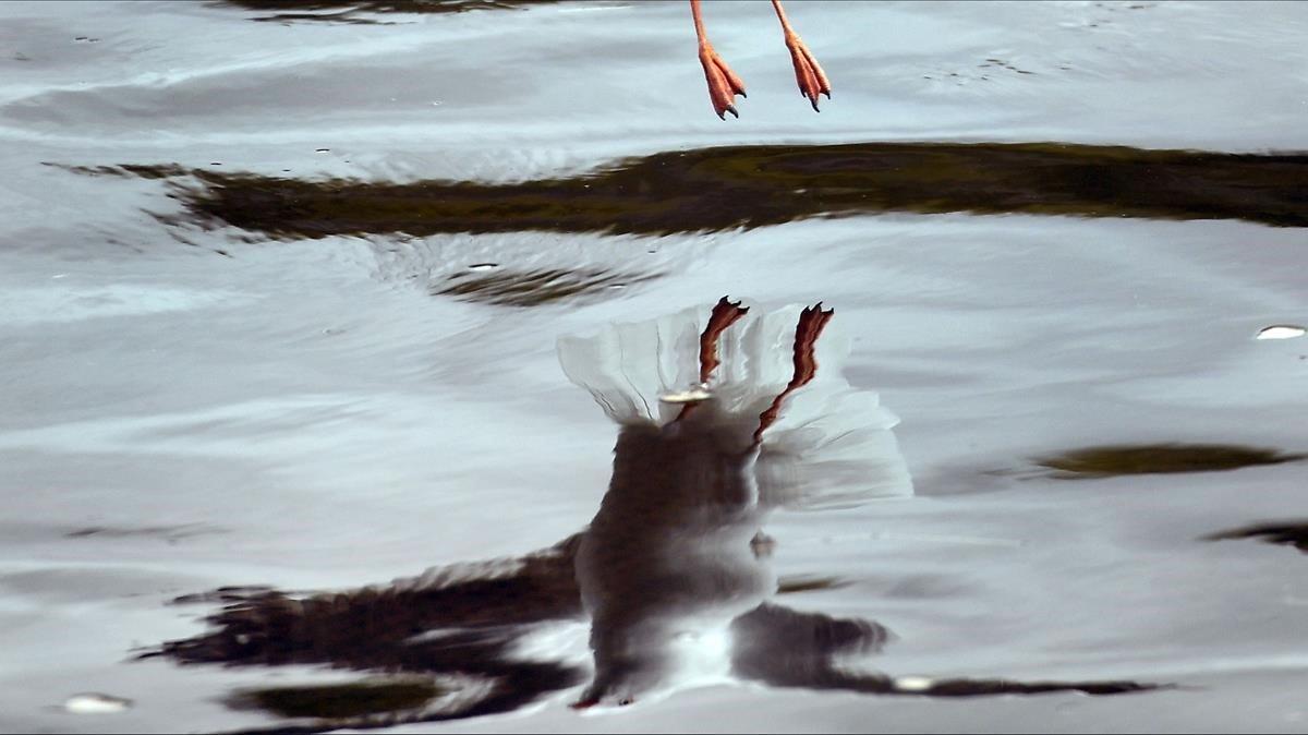 Una gaviota caza comida en el río Yarra en Melbourne, Australia.