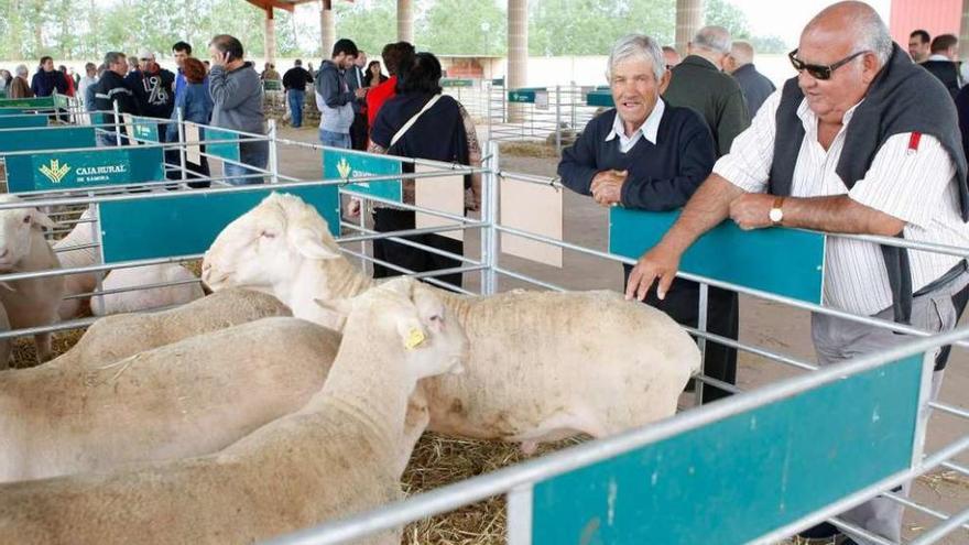 Ejemplares de ovino expuestos en la feria de ganado Ovicampos de Villalpando. Foto L.O.Z.