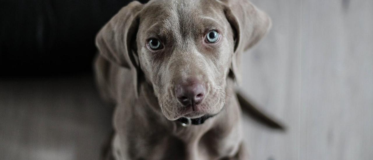 Tu comunidad de vecinos ya puede poner límites a tu mascota: estas son las prohibiciones