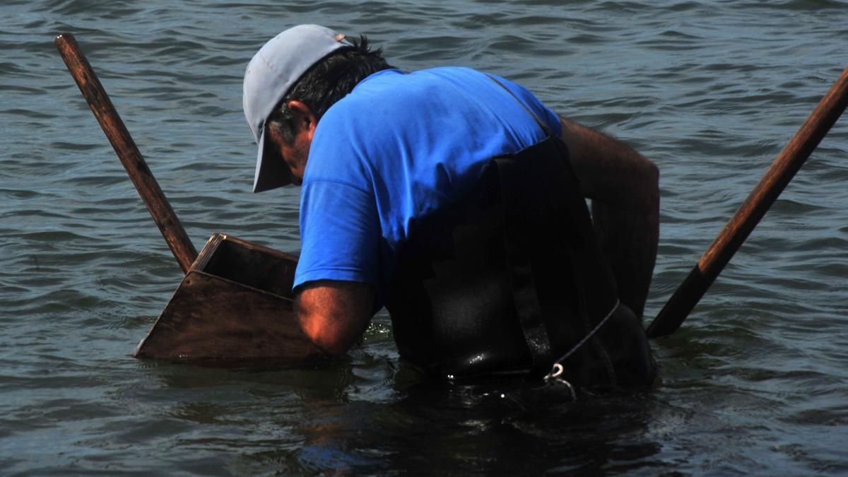 Un mariscador cambadés en la zona de O Sarrido, capturando navaja.