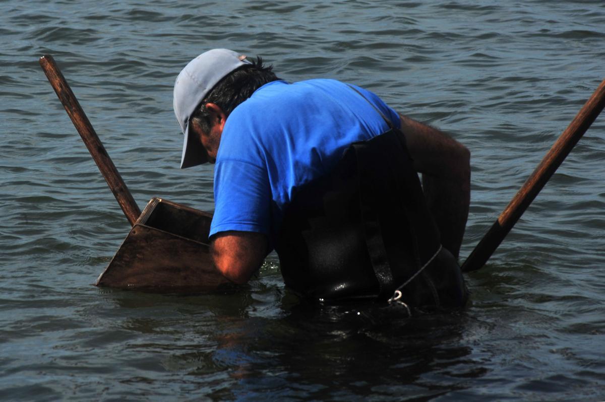 Un mariscador cambadés en la zona de O Sarrido, capturando navaja.