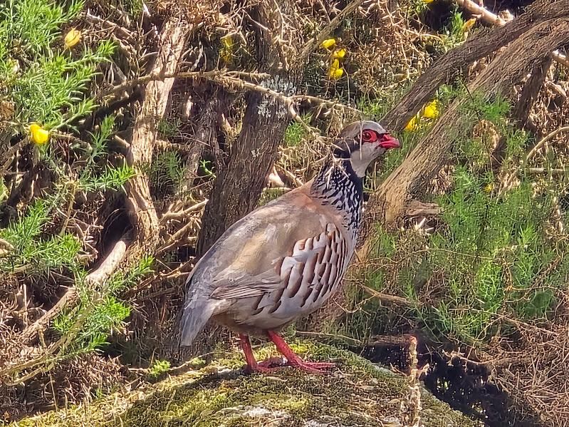 Día Europeo de la Red Natura 2000, una jornada para la reflexión en las Rías Baixas.