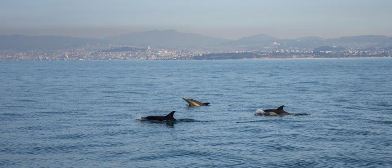 Delfines comunes  en la Ría durante los últimos días.   | FOTOS: MANUEL E. GARCI_IIM CSIC