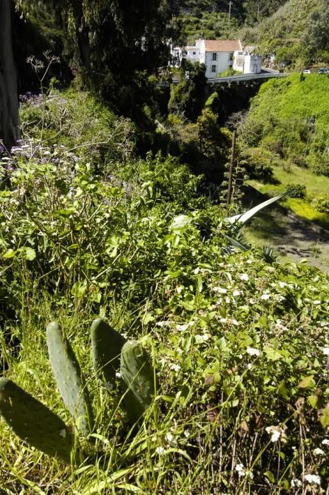 VERDOR EN EL CAMPO GRANCANARIO