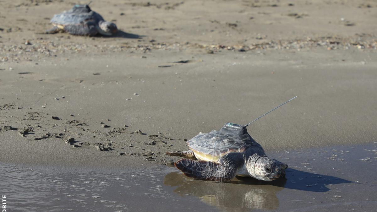 Tortugas marinas liberadas avanzan hacia el mar