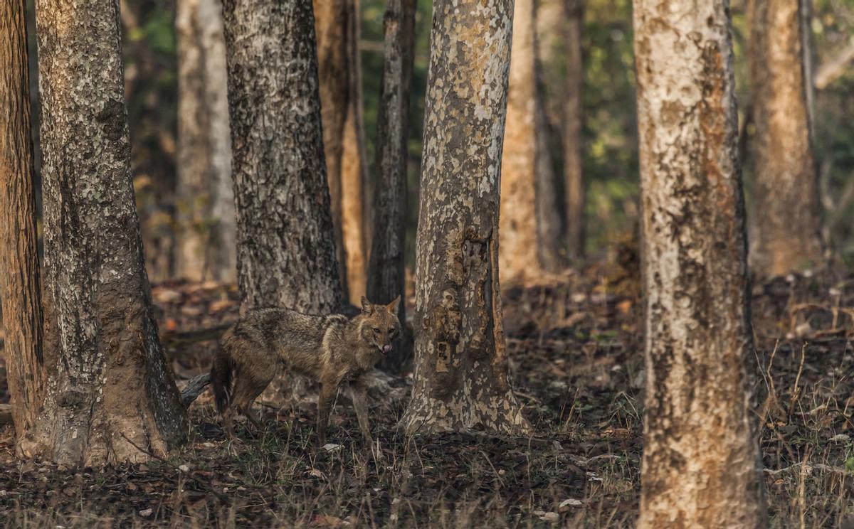 El Parque Nacional Pench, situado en Madhya Pradesh (India), es la reserva natural que inspiró los escenarios de El libro de la selva de Rudyard Kipling. Entre su fauna destaca el chacal dorado, un cánido que aparece frecuentemente en el relato original cazando en la manada de los lobos.