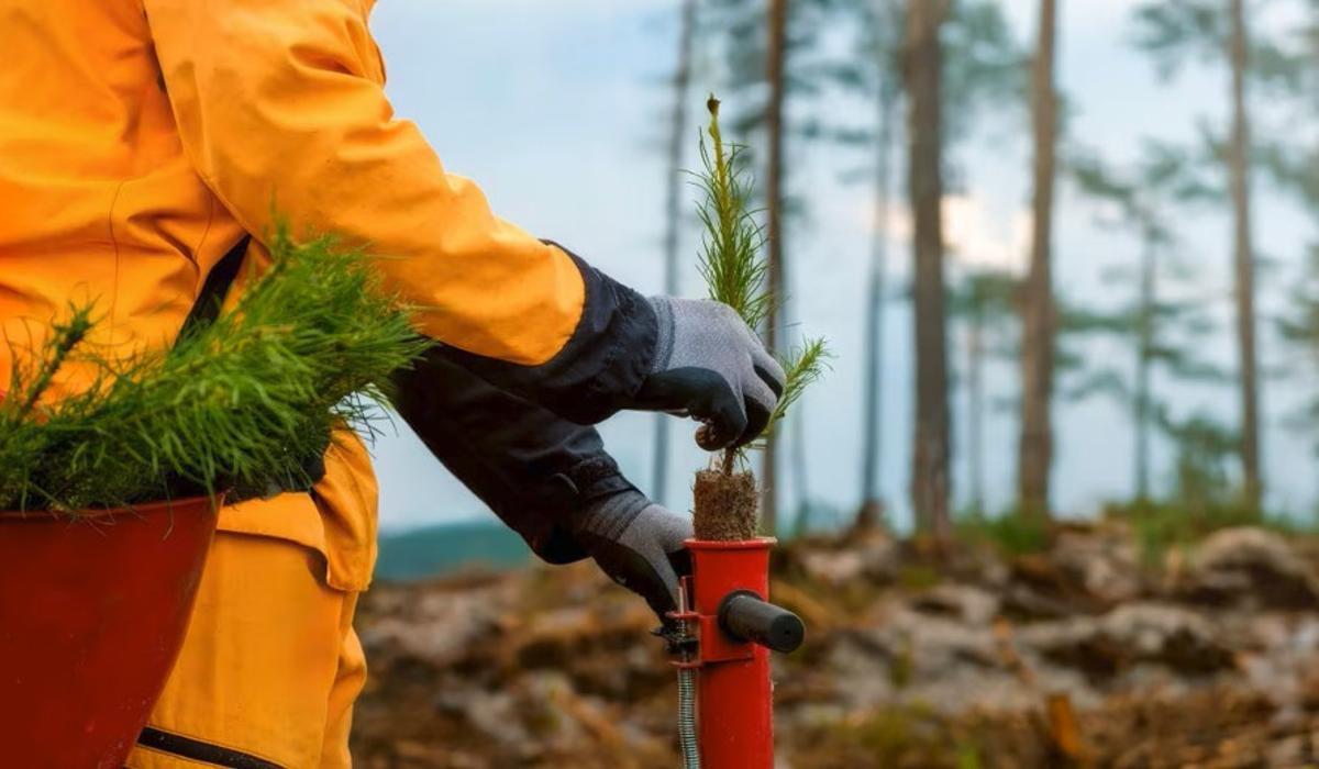 BBVA Asset Management repartirá un millón de euros en proyectos solidarios y priorizará los de reforestación