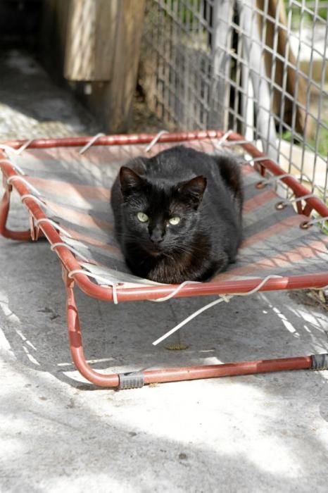 Seit über 30 Jahren betreibt Josefi na Vivancos in Pollença ein Hundeasyl. Zum Tierschutz kam die Mallorquinerin eher zufällig. Heute lebt sie mit 40 Hunden auf einer Finca und hat Hunderten von Vier