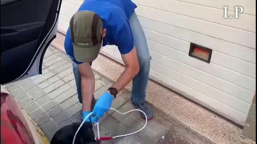 Coronavirus en Canarias | Entrega a domicilio de 30 perros adoptados antes del Estado de Alarma
