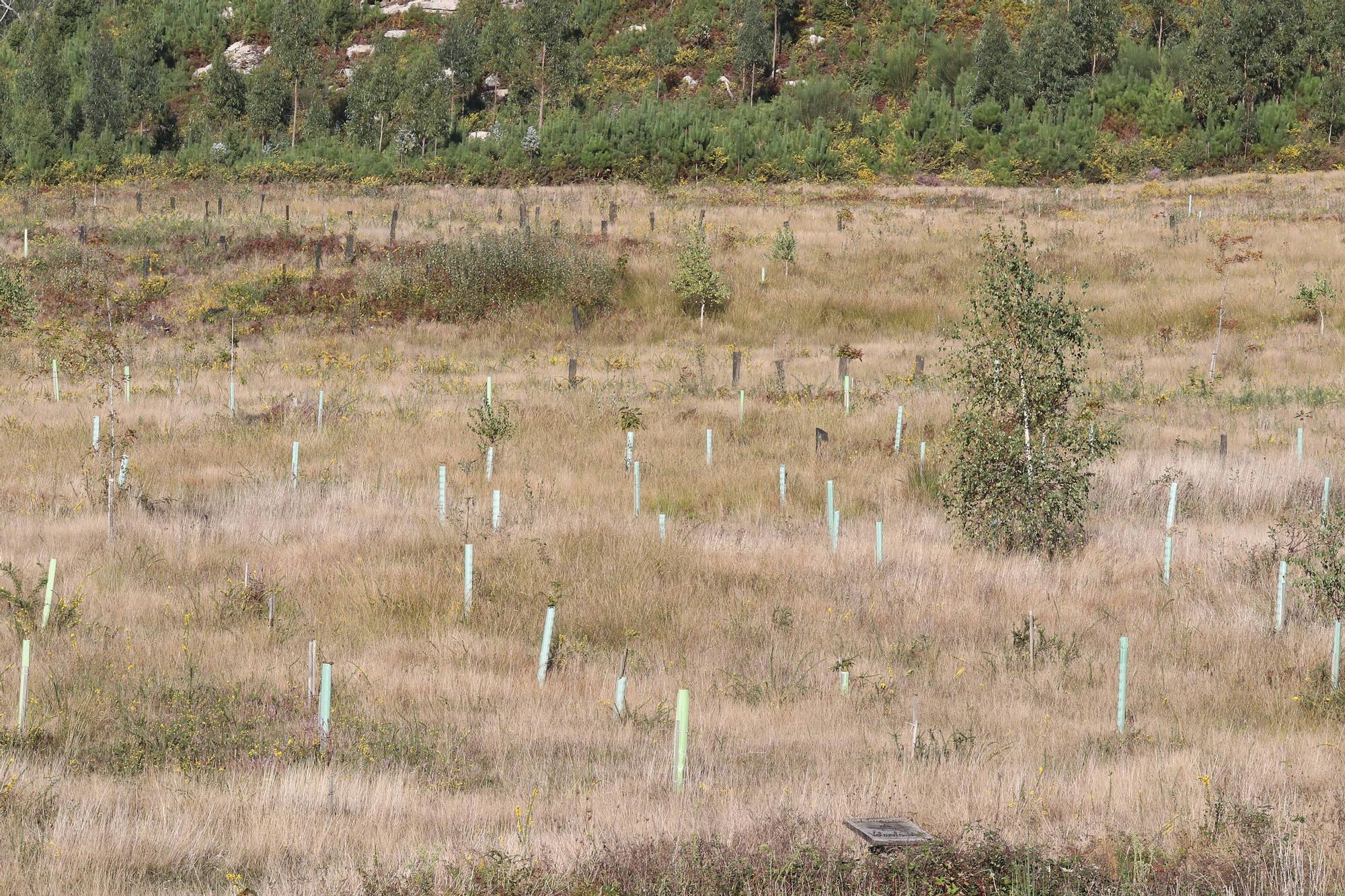 La reforestación de Chandebrito es más que una realidad cinco años después de la tragedia