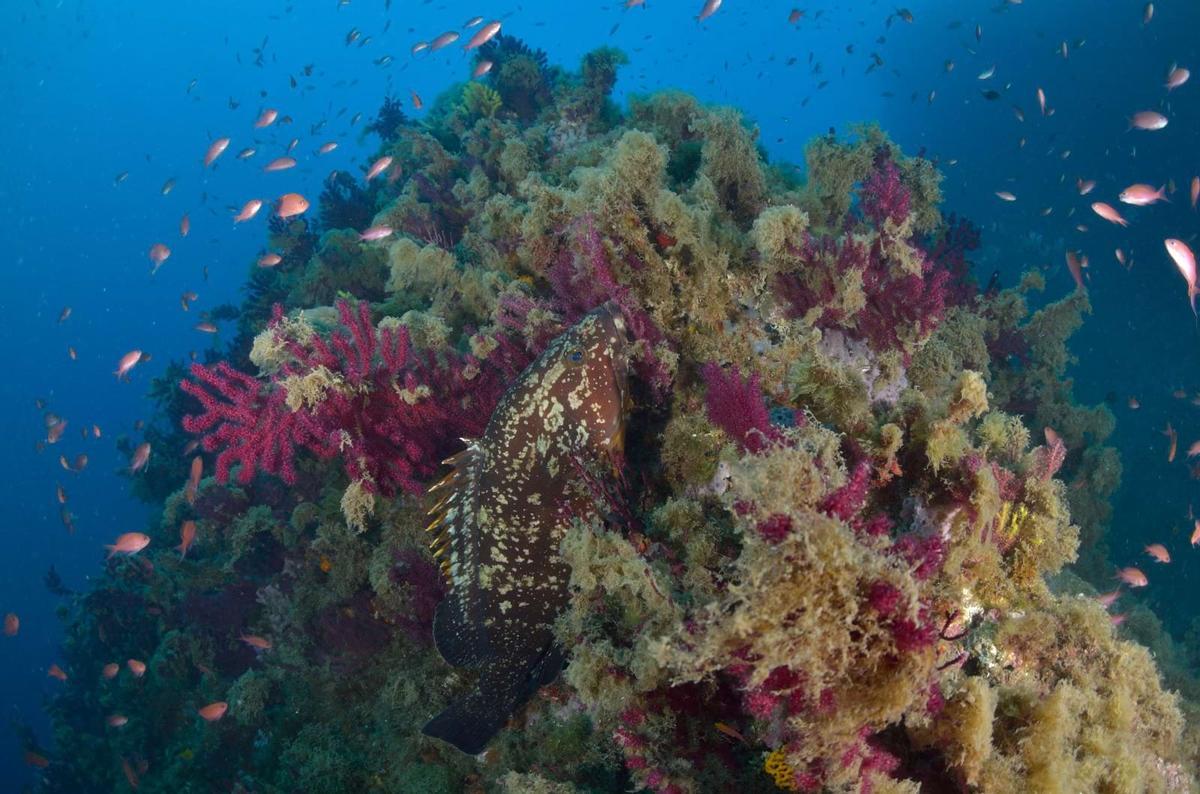 Estudi per conèixer el comportament de les algues filamentoses