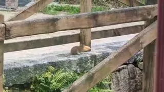 La alcaldesa de Cangas confirma que desde el lunes ya se ataja la plaga de ratas de Vilariño