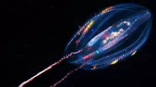 Revelado el misterio sobre el primer animal multicelular: fue una medusa peine
