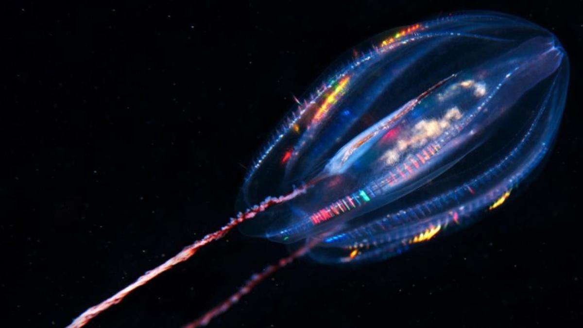 Un ejemplar de ctenóforo, más conocido como medusa peine.