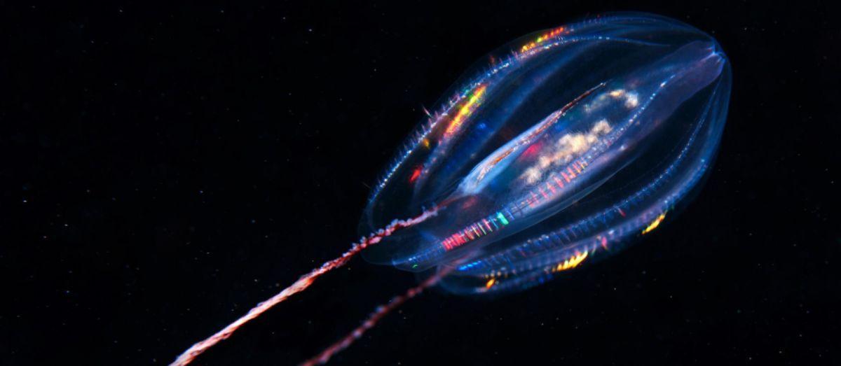 Un ejemplar de ctenóforo, más conocido como medusa peine.