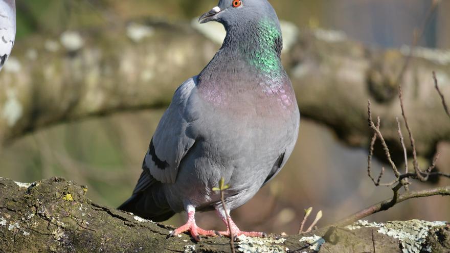 ¿Qué es la colombofobia? Una experta explica cómo afrontar el miedo irracional a las palomas